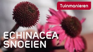 Echinacea snoeien hoe doe je dat  Tuinmanieren [upl. by Pejsach]