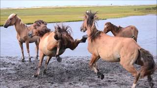 Rachel Carson Wild Horses Fighting [upl. by Assyl]