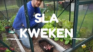 Sla kweken van zaaien tot oogsten [upl. by Mundy]