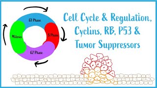 Cell Cycle amp Regulation Mitosis Cyclins RB P53 amp Tumor Suppressors USMLE Esssentials [upl. by Leifeste]