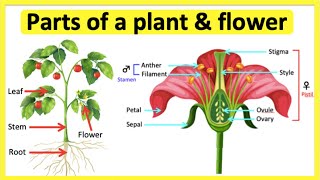 Parts of a plant amp flower 🌷 Anatomy amp function  Learn with pictures [upl. by Rogerg]