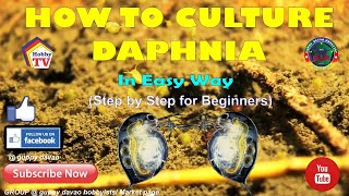 HOW TO CULTURE DAPHNIA In Easy Way [upl. by Irotal]