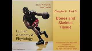 Anatomy and Physiology Chapter 6 Part B Bones and Skeletal Tissue Lecture [upl. by Llerrot]