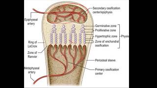 RICKETS AND OSTEOMALACIA [upl. by Drida]